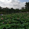 千葉公園の大賀ハス