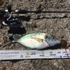 silver trevally