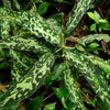 Aglaonema pictum"Multi color"HD from Aceh barat【AZ0420-2】