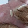 【猫のアトピー性皮膚炎】症状悪化してきたからシクロスポリンの投薬開始！ 待って！ 逃げないで！