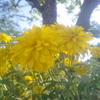  黄色い花