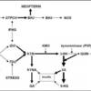 【論文読解】キヌレニン経路とビタミンB6【お勉強】