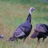 シチメンチョウ(Wild Turkey)