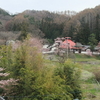 埴原城桜便り　蓮華寺の桜　其の二　開花です