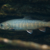 ヤマトイワナ Salvelinus leucomaenis japonicus