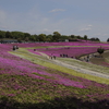 おおた芝桜まつりin群馬県太田市