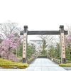 智積院の桜。見頃や開花状況。