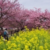 春を呼ぶ河津桜　～家族でブラブラ～