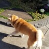 フラの衣装