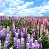 地平線まで続く絶景♡富良野で感動するルピナスの花畑「フラワーランドかみふらの」【観光・おすすめ】