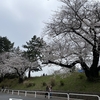 アジアな空間　その２０３６０　桜のパトロール　その５　四ツ谷の土手　の巻