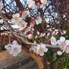 梅が咲いていた。もうすぐ春ですね。今年の桜の開花予想は？