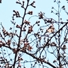 標本木開花