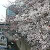 大岡川の桜は遅いのか