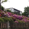 根津神社　つつじ祭