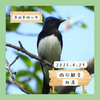 八溝山（大子町）｜コルリ、アオゲラなど【5月】