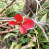 ボケさんの花　♫♫♫
