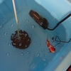 浮く金魚には水質の安定と栄養②