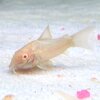 熱帯魚 観賞魚 コリドラス アエネウス アルビノ(白コリ) 1匹セット
