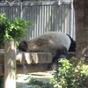 ２０１６年　４月３０日　恒例？！上野動物園デ～ト&#9825;