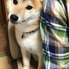 柴犬あきとの生活　182