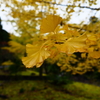 紅葉狩り予行に身延へ