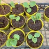 カネコ「バンプキッズ」の植え替えしました。