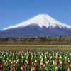 花の都公園で春を満喫！チューリップと桜と富士山の絶景