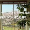 エバーフレッシュの成長速度が早い！初心者でも簡単で育てやすい観葉植物