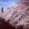 桜から目をそらすのをやめて、春の到来をしぶしぶ認める