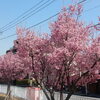 横浜の「鶴見川」で爛漫の「おかめ桜」見物！！（２）