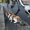 外であった猫さん　