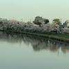 バスからみた桜 【風景写真】