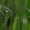 雨の降る日は