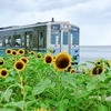 退院すると、外は2年ぶりの暑い夏です