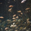 ネオランプロローグス・ブリチャージ Neolamprologus brichardi