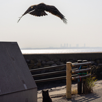 はてにゃブログ