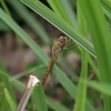 Pantala flavescens　ウスバキトンボ