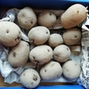 やっとジャガイモ植付　