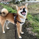 愛犬と、楽しく暮らそう☆☆☆