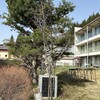 孵化ラッシュ　第1段