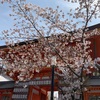 桜の京都ひとり歩き ～ 八坂神社と祇園花月 ～