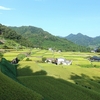 富岡の棚田　夏