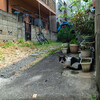 池袋ネコ歩きminiなカメラ散歩。【桜歩きで見かけた猫】