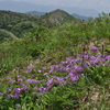 暖かさを待つ－平沢山１