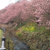 南足柄市 アサヒビール下の一の堰ハラネ＆開成水辺スポーツ公園の春めき桜