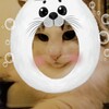 猫でも反応するのかAR