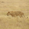 2025 夏：乾季のケニアで野生動物に出会う①
