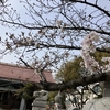 桜、満開にはもう少しかかりそうですね。