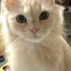 【拡散お願いしますにゃ】　FIP(猫伝染性腹膜炎)のレオちゃんを応援するプロジェクト3